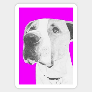 American Bulldog crossbreed in pink Sticker